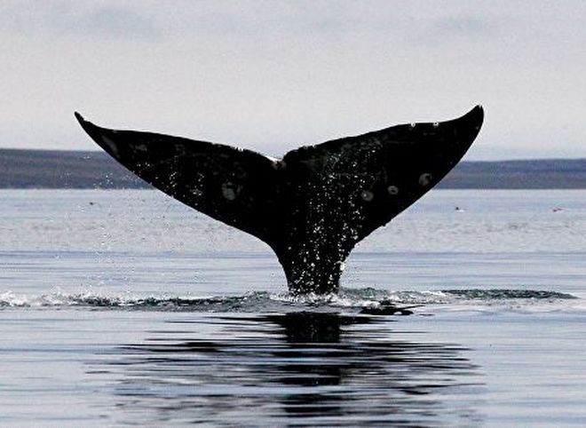 У берегов Чукотки заметили редчайшего японского кита