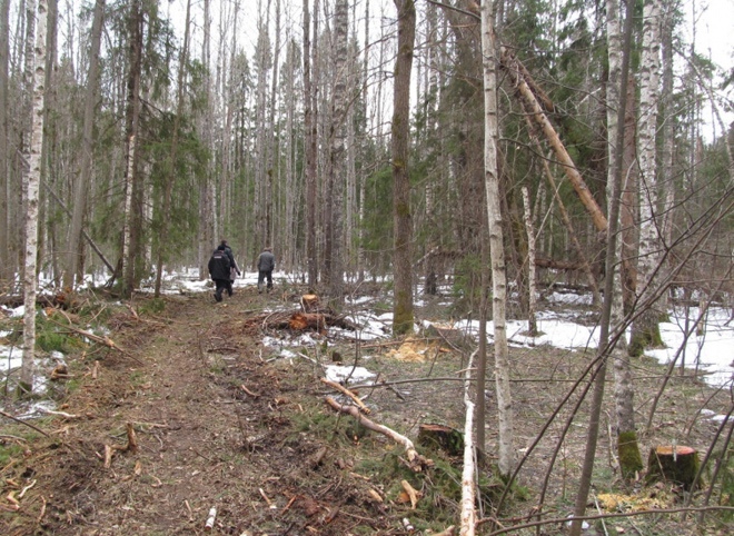 В Касимовском районе полицейские задержали «черного» лесоруба