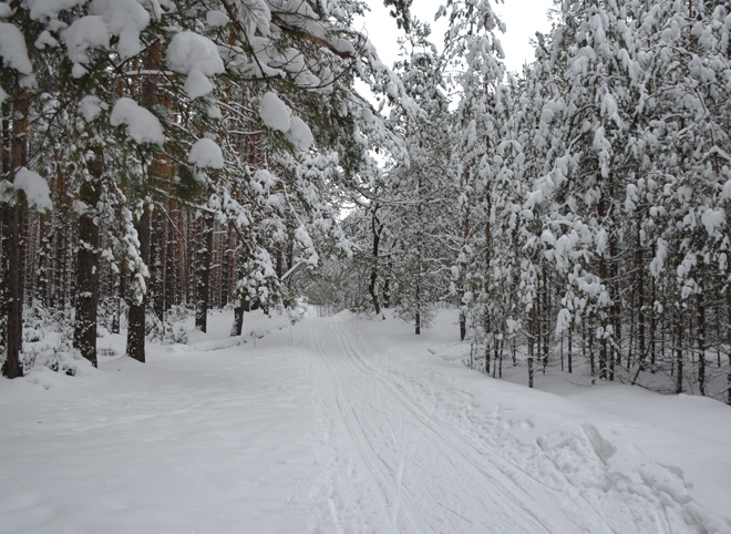 Зимой в Рязани будет работать пять лыжных трасс