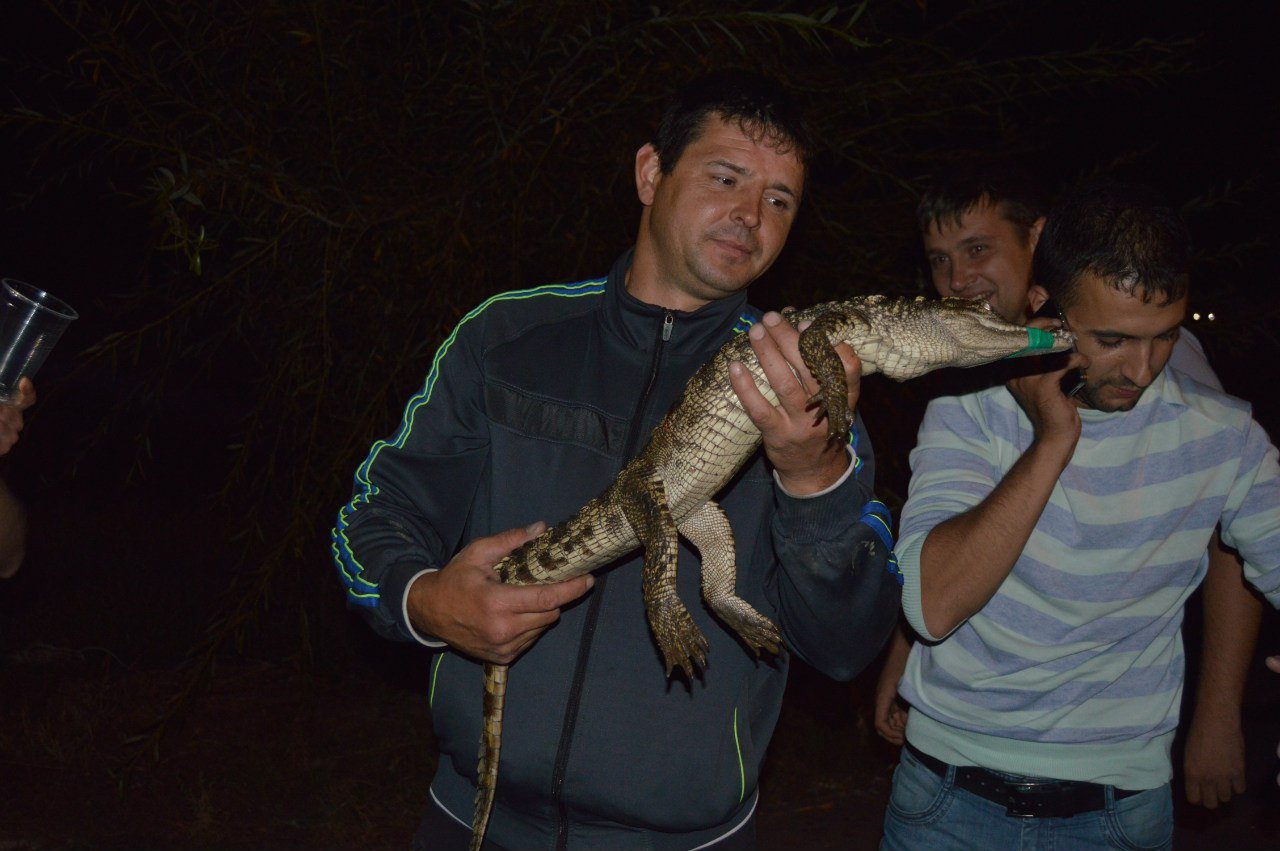 Коля крокодил тула вк. Поймали крокодила Рязань. Пойманный крокодил в Байкале.
