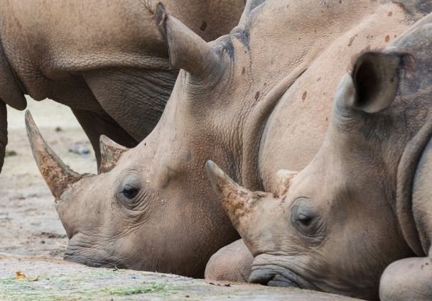 В Калифорнии умер один из последних белых носорогов