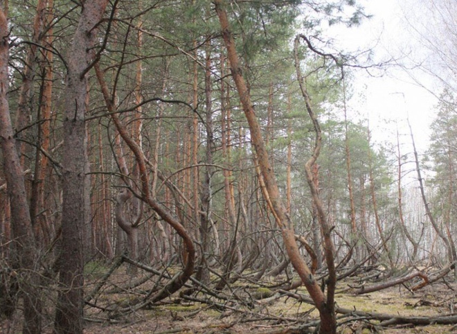 В Рязанской области появится памятник природы «Заколдованный лес»