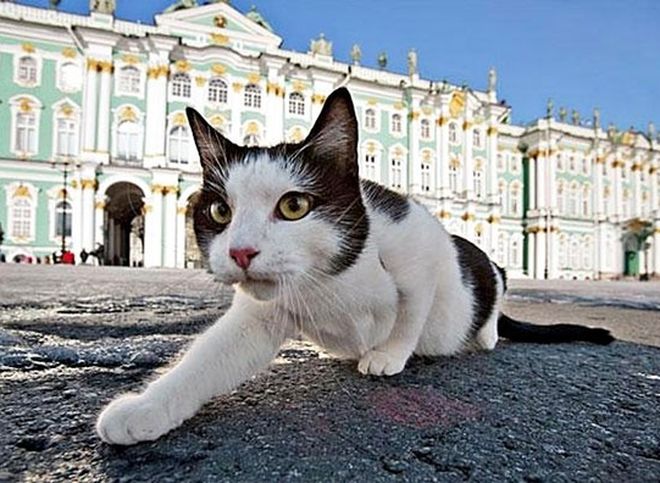 Эрмитажные коты при задымлении музея выжили и находятся в ветклинике