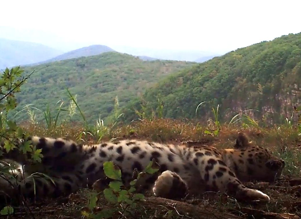 Один из самых редких видов леопарда попал на видео