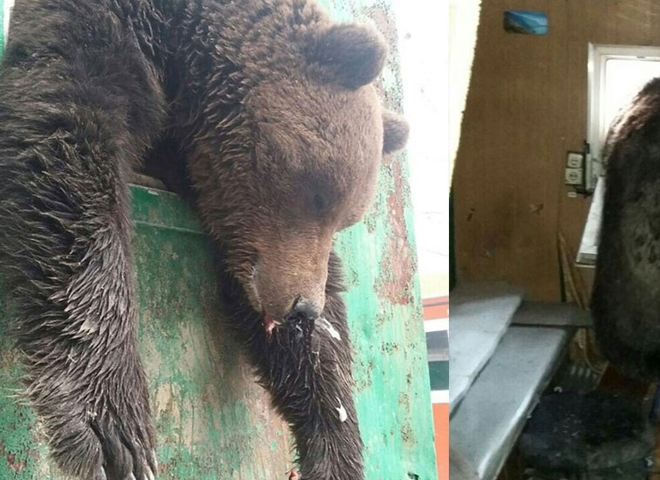 Медведь застрял в окне вагончика под Нижневартовском (видео)