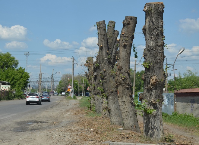 В Рязани более 12 тысяч деревьев признаны аварийными