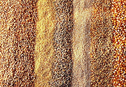 Рост цен на зерновые культуры в Рязани достиг 70%
