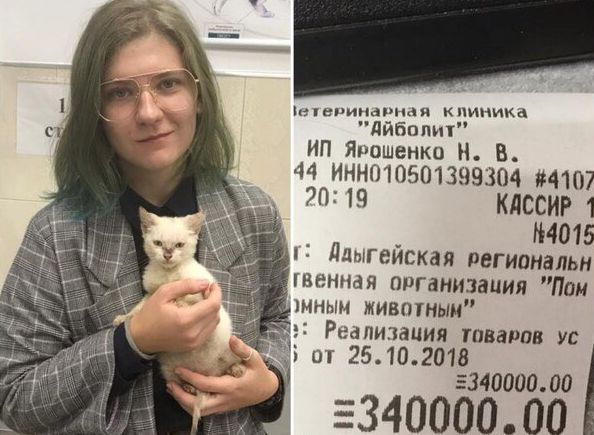 В Майкопе девушка оплатила 300-тысячный долг волонтеров, чтобы пристроить котенка
