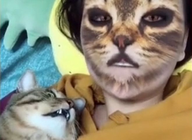 В сети набирает популярность челлендж, который наводит ужас на котов