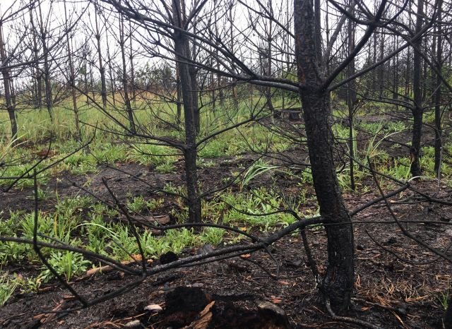 ОНФ: рязанские власти скрыли еще один лесной пожар