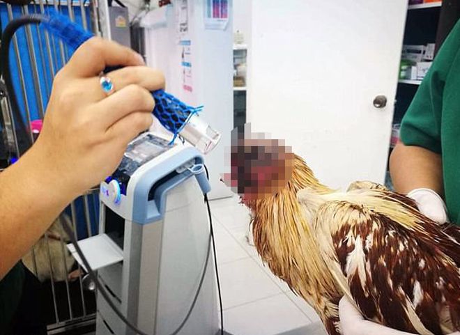 После нападения хищника курица живет без головы уже семь дней (видео)