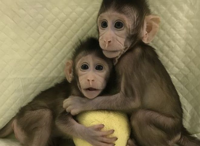 Ученые впервые клонировали обезьяну по методу овечки Долли
