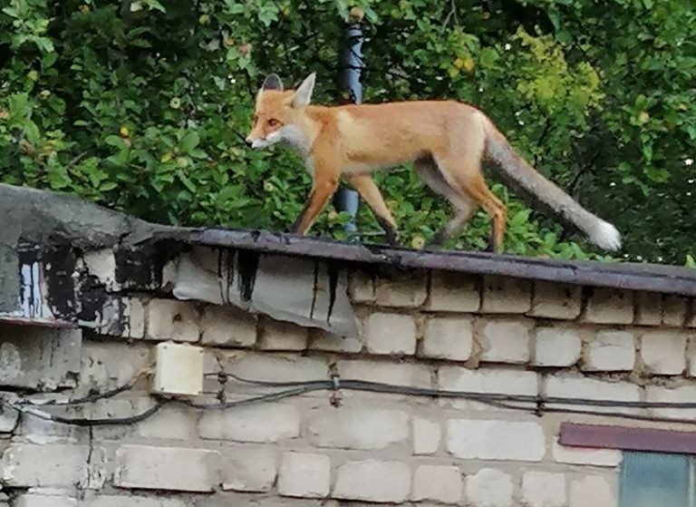 Фото: по крышам гаражей на улице Березовой гуляет лиса