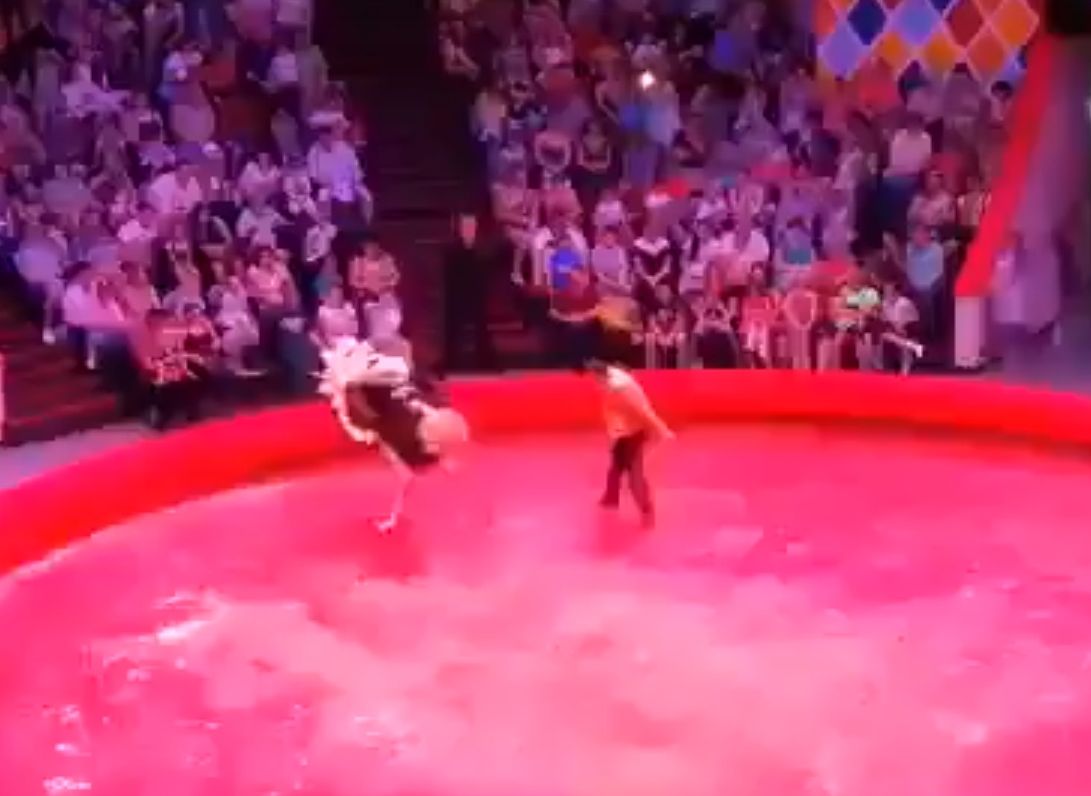 В казанском цирке страус набросился на зрителей (видео)