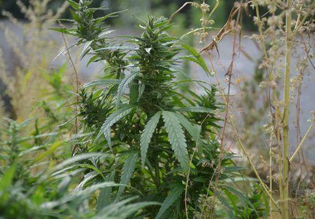 Житель Скопинского района хранил дома 6 кг марихуаны