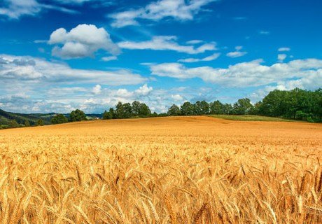 Россия вытесняет США с рынка зерна – эксперты