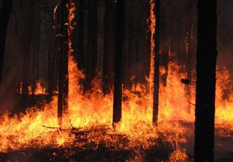 В Приангарье бушует крупный лесной пожар