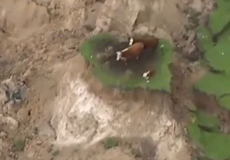 В Новой Зеландии коровы застряли на «острове» после землетрясения (видео)
