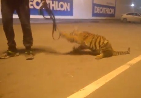 Выгул тигра у ТЦ «Премьер» признали мелким хулиганством