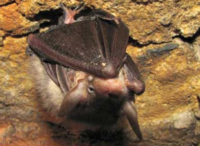 В подземных каменоломнях в Шацком районе заметили редких летучих мышей