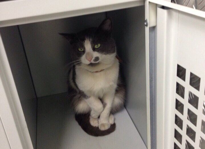 Коту, обнаруженному в камере хранения рязанской «Пятерочки», ищут хозяев