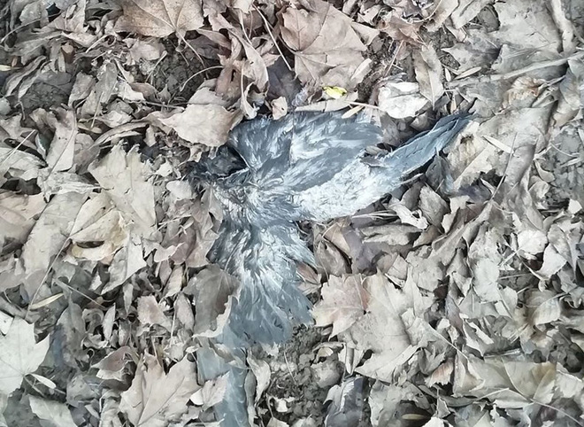 В Рязани на детской площадке обнаружили мертвых птиц