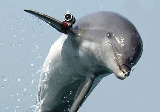 США направят в Черное море боевых дельфинов