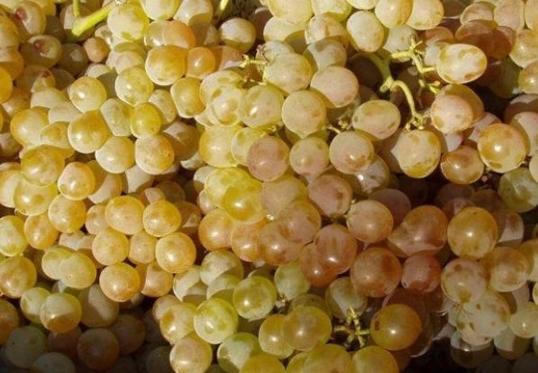 В Рязани уничтожили 860 кг винограда