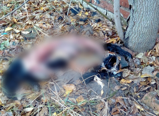 Полиция: замученного в селе Льгово щенка загрызли другие собаки