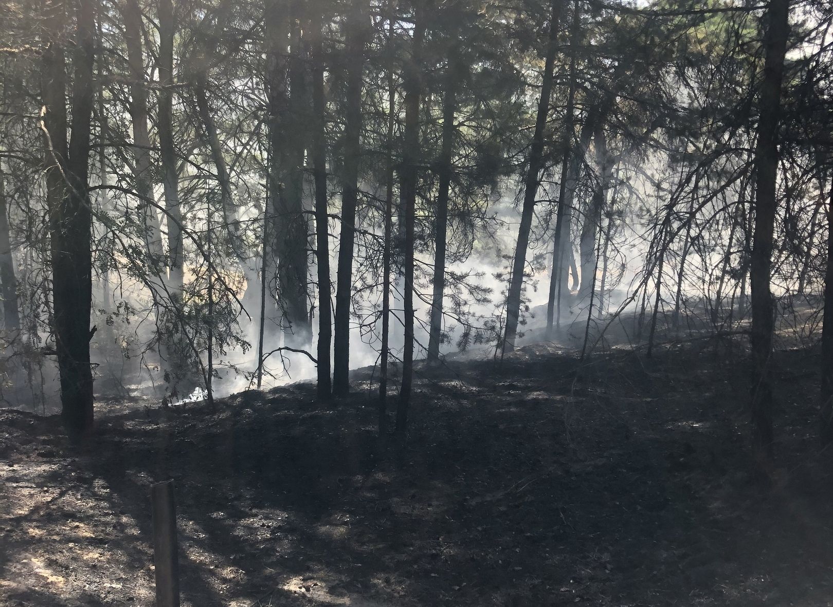 В Рязанском районе загорелась трава в лесу