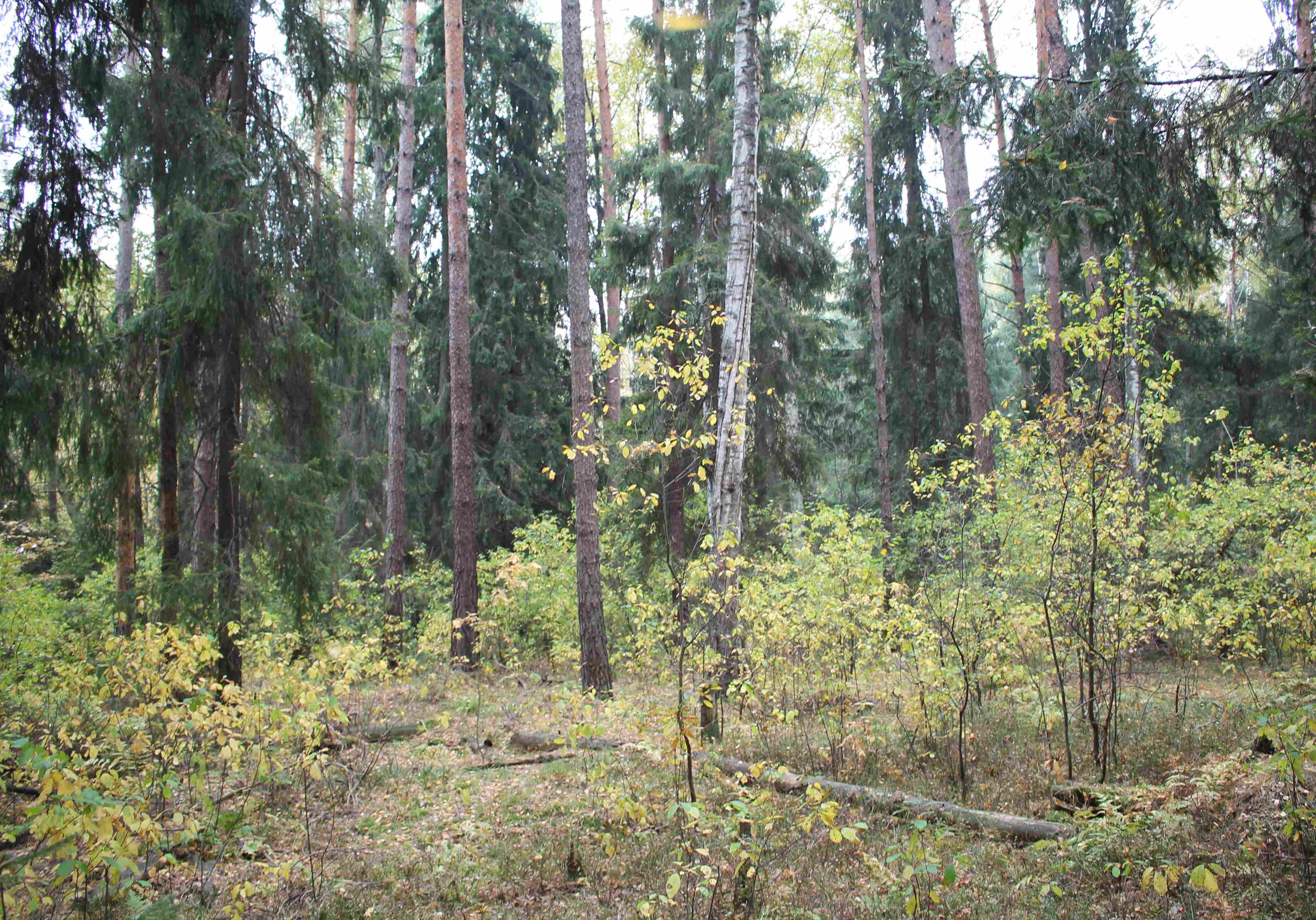 В Рязанской области в 2014 году посадили 19,5 млн деревьев
