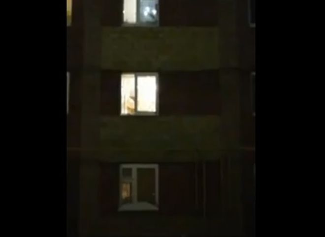В Ульяновске живодер выбросил из окна 19 кошек (видео)