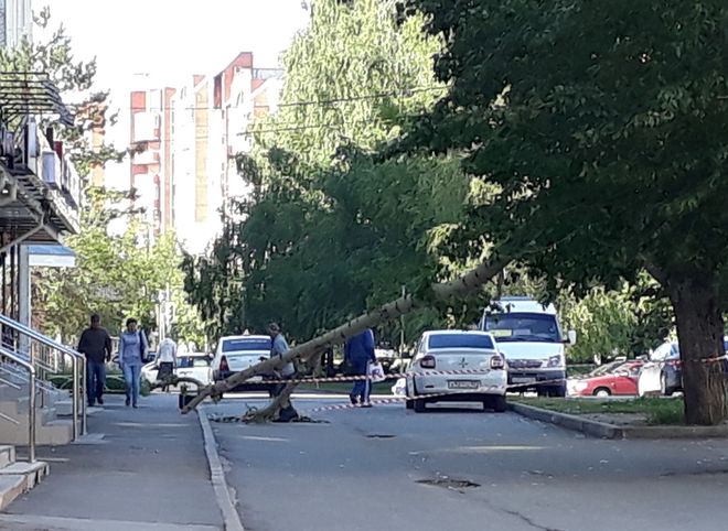 На улице Крупской дерево упало на проезжую часть