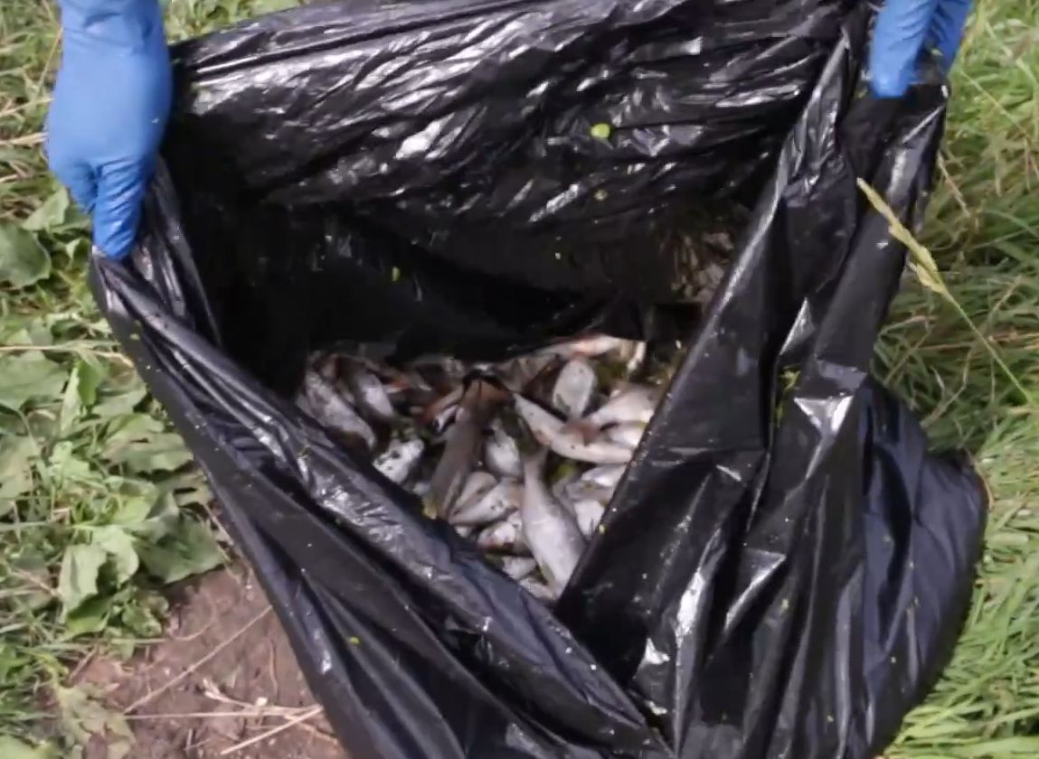 Из рязанского пруда выловили более 20 кг мертвой рыбы