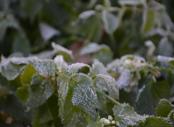 В Рязанской области вновь прогнозируются заморозки