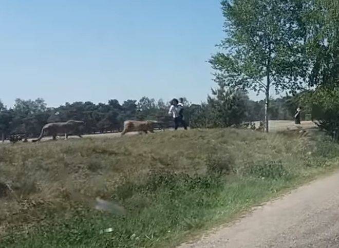 В сети появилось видео нападения гепардов на туристов в Нидерландах