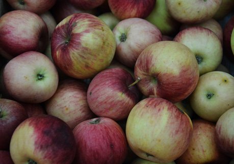 Россельхознадзор уничтожил 35 кг польских яблок