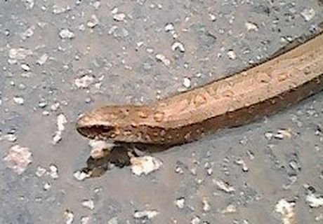 В Рязани около дома на Быстрецкой обнаружили змею