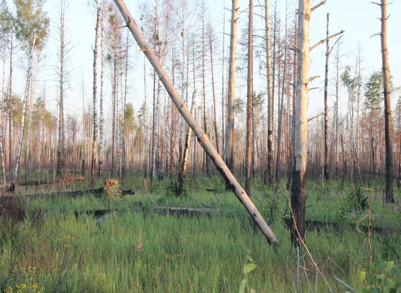 ОНФ: рязанские власти скрыли факт лесного пожара
