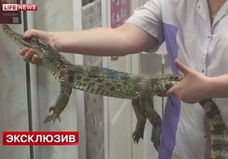 Рязанский крокодил отправится жить в Ряжский зоопарк