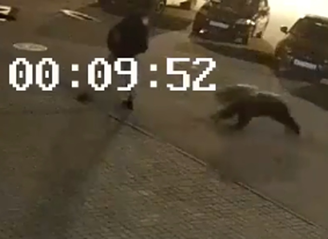 В Ярославле медведь напал на молодого человека (видео)