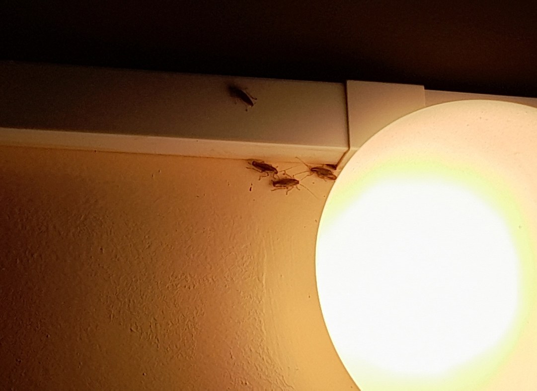 Рязанка сфотографировала тараканов в реанимационном отделении ОКБ