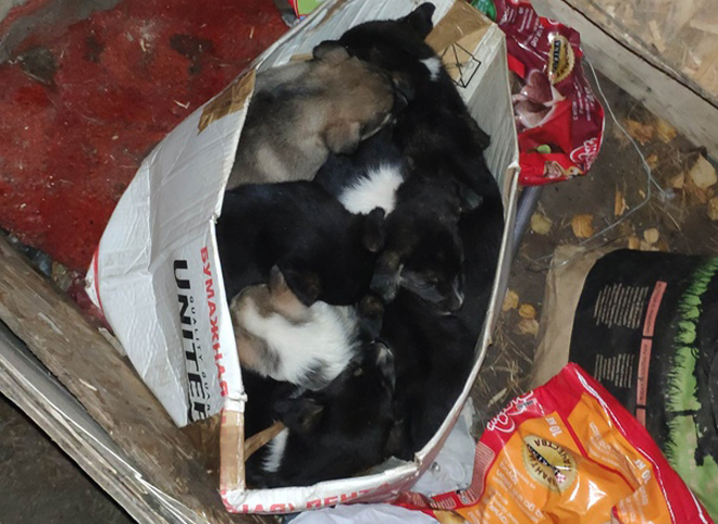 На территорию рязанского приюта подбросили коробку с восемью щенками