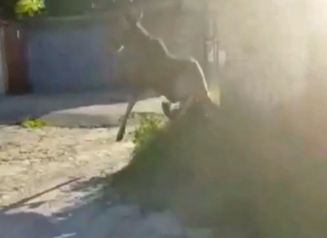 Видео: среди гаражей в Рязани бегает лось