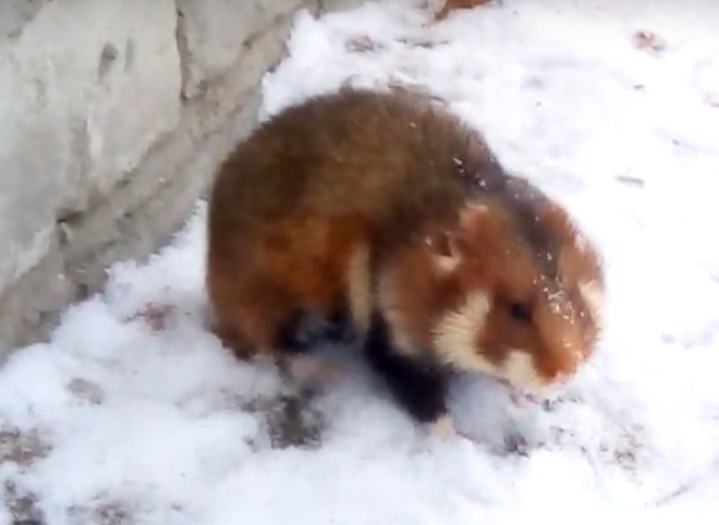 Видео: в Рязанской области поселился неизвестный зверек