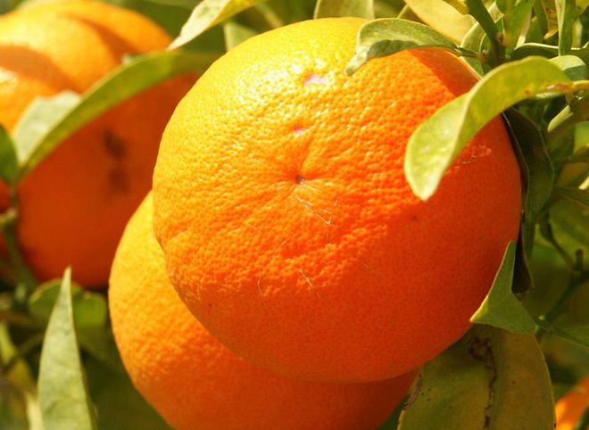 В России апельсины подорожали почти на 30%
