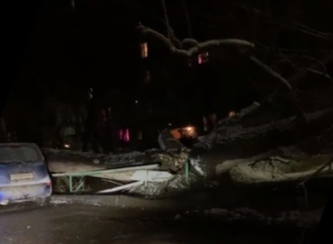 Опубликовано видео с места обрушения дерева в рязанском дворе