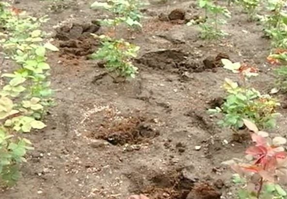 В Рязани неизвестные выкопали из клумбы саженцы роз