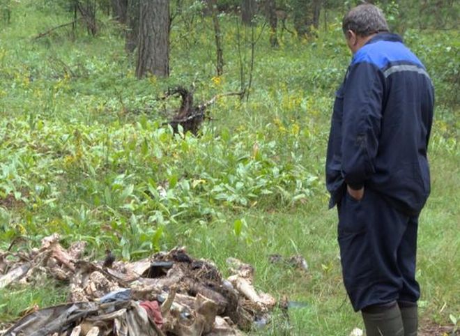 Россельхознадзор обязал власти убрать останки животных из солотчинского леса