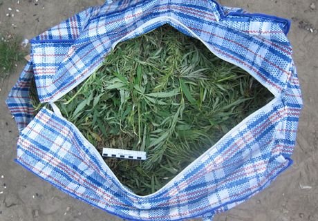 В Рыбном полицейские изъяли более 5 кг марихуаны